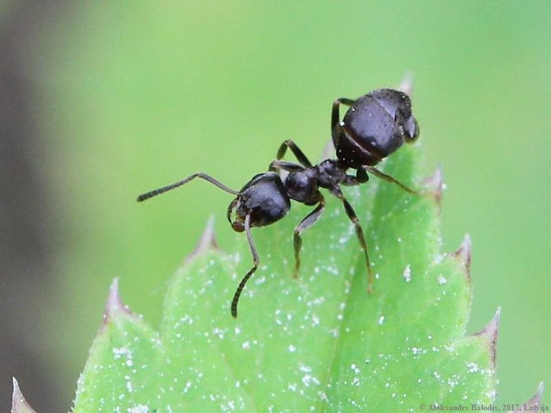 Schwarze Wegameise (Lasius niger)