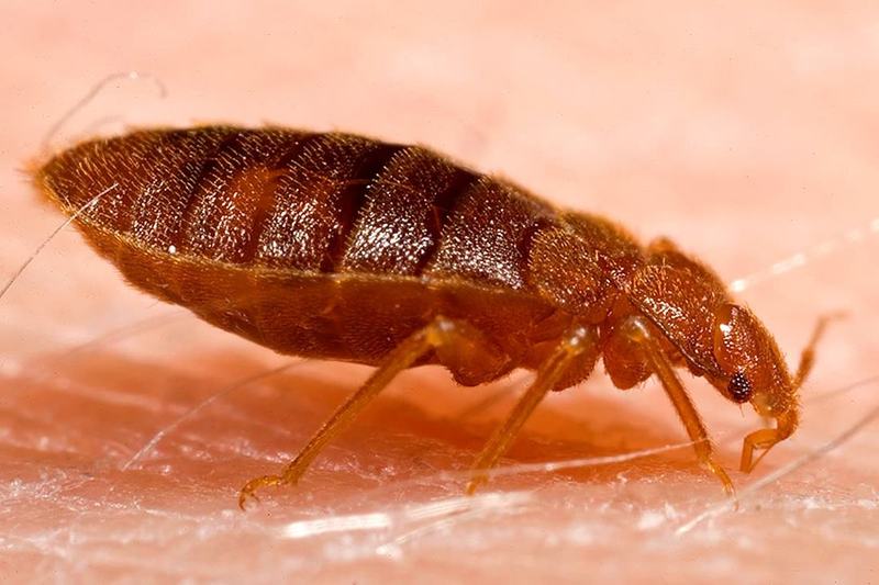 Bettwanze (Cimex lectularius)
