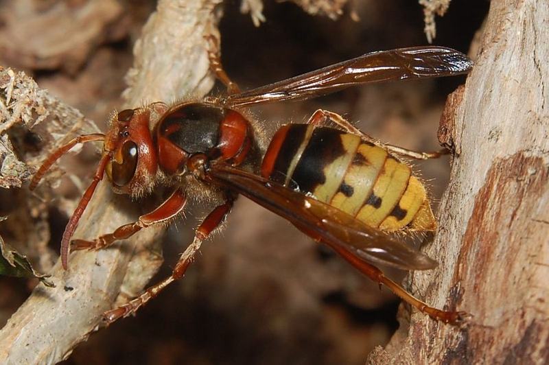 Europäische Hornisse (Vespa crabro) am Nesteingang
