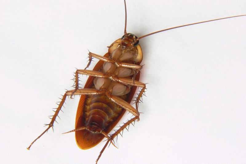 Amerikanische Schabe (Periplaneta americana)