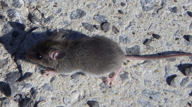 Hausmaus (Mus musculus)