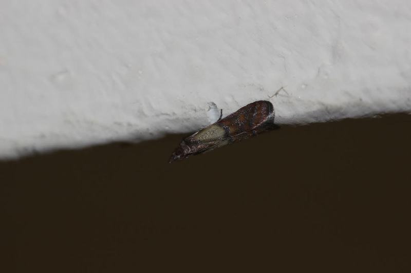 Lebensmittelmotte (Plodia interpunctella)