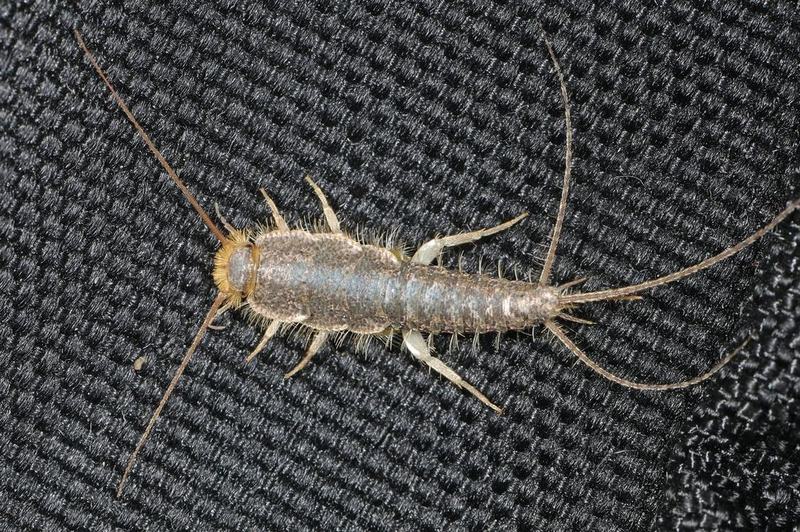 Papierfischchen (Ctenolepisma longicaudata)