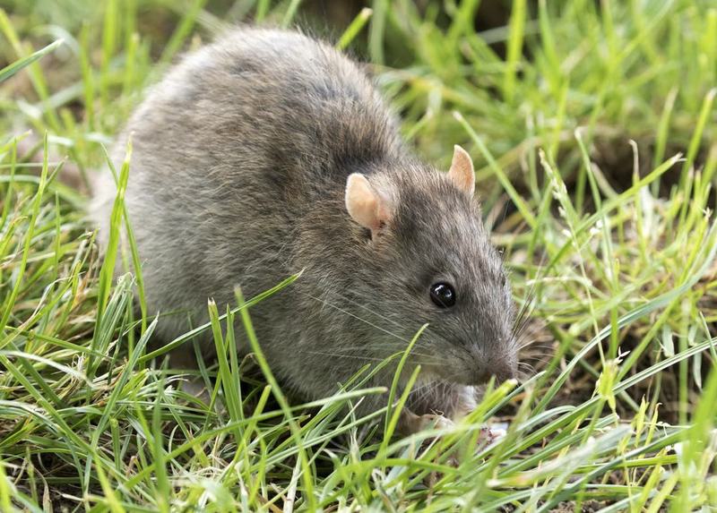 Wanderratte (Rattus norvegicus)