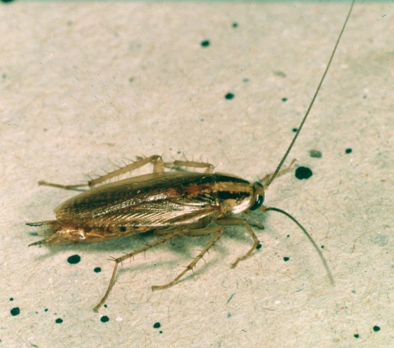 Deutsche Schabe (Blattella germanica)