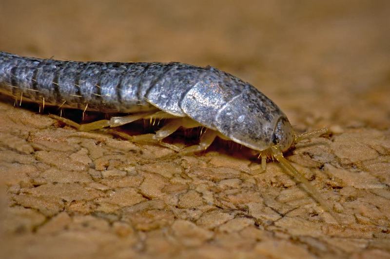 Silberfischchen (Lepisma saccharina)