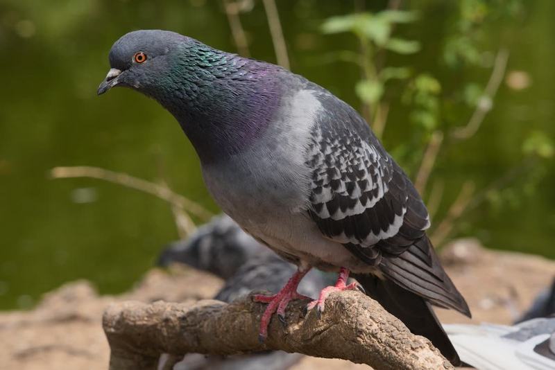 Stadttaube (Columba livia)