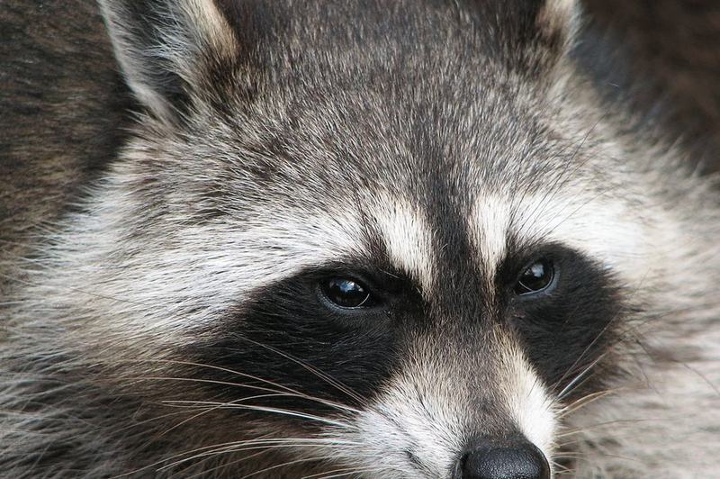 Waschbär (Procyon lotor)