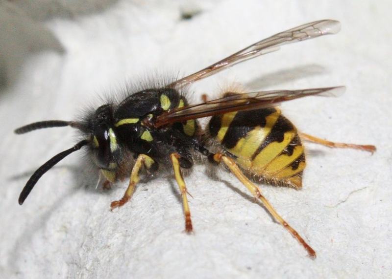 Gemeine Wespe (Vespula vulgaris)